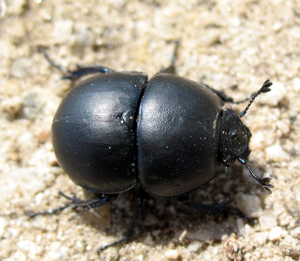 Jekelius intermedius