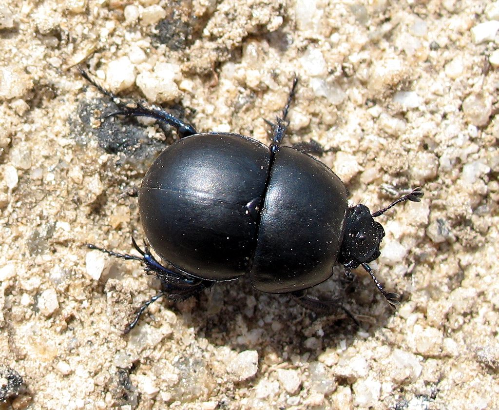 Jekelius intermedius