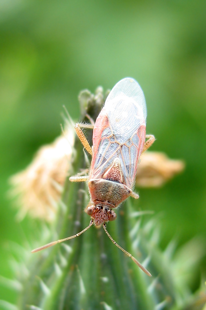 Lyorhissus hyalinus