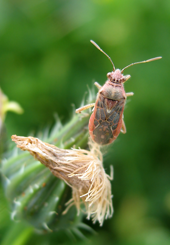 Lyorhissus hyalinus