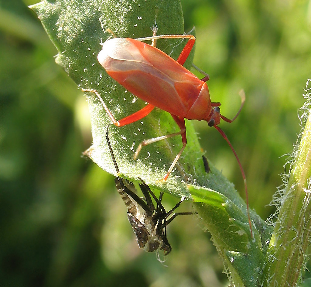 adulto neo-sfarfallato di Calocoris sp.