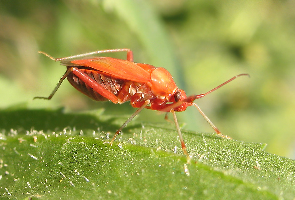 adulto neo-sfarfallato di Calocoris sp.