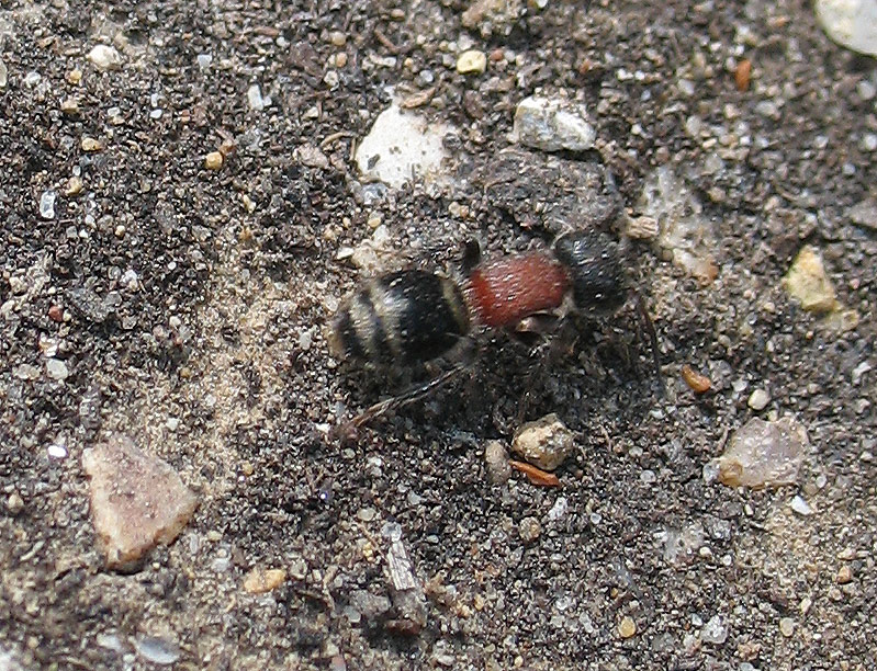Myrmilla calva (Mutillidae)