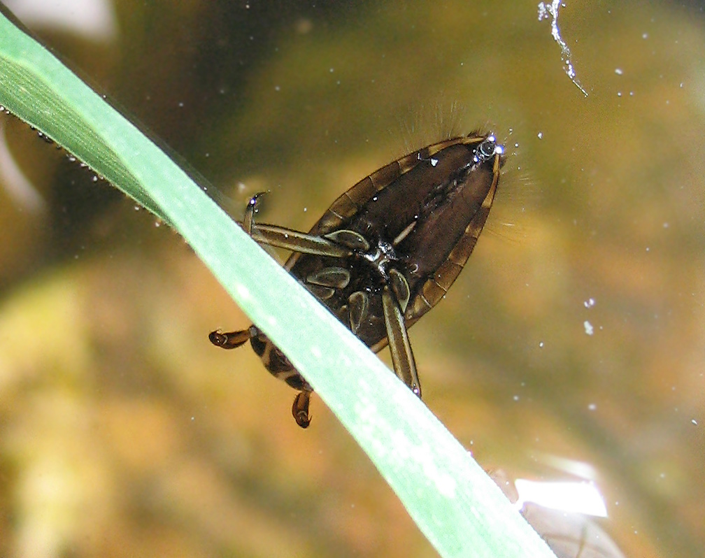 Notonecta sp.
