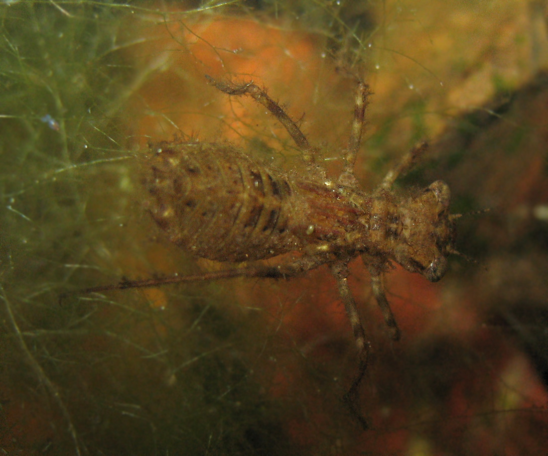 Larve di Odonati: cfr. Sympetrum sp.