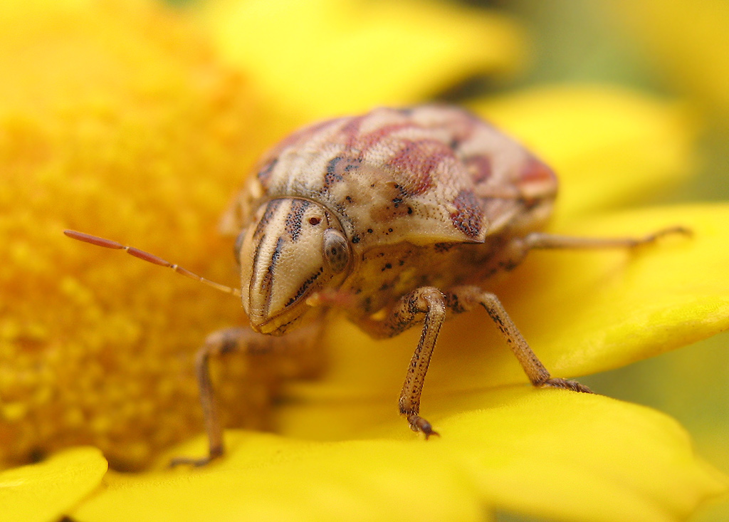 Odontotarsus purpureolineatus (Rossi 1790)