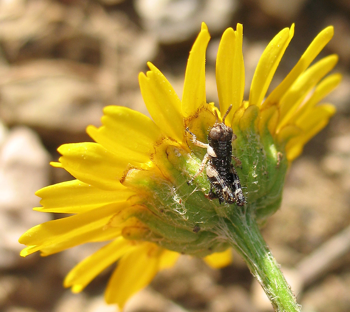 Minuscola neanide di Calliptamus sp.