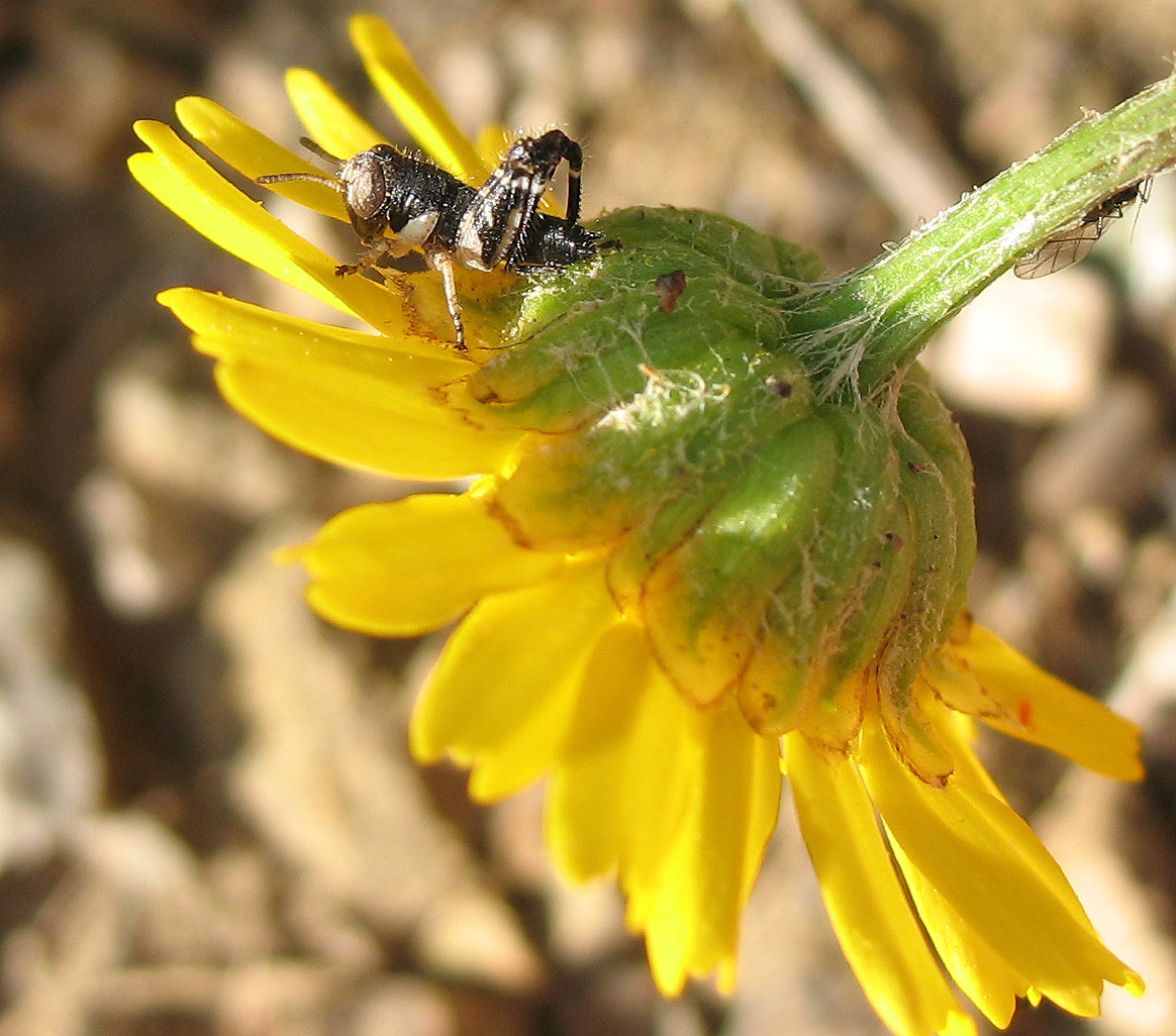 Minuscola neanide di Calliptamus sp.