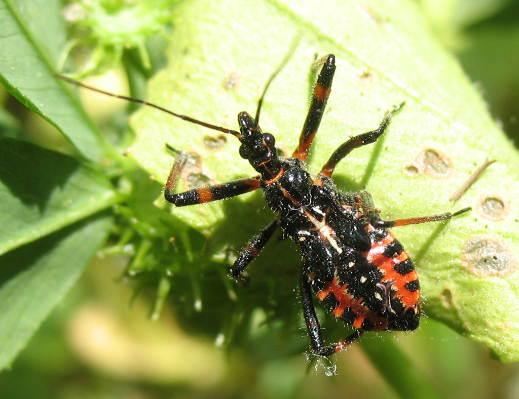 Rhynocoris baby