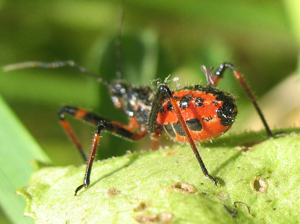 Rhynocoris baby