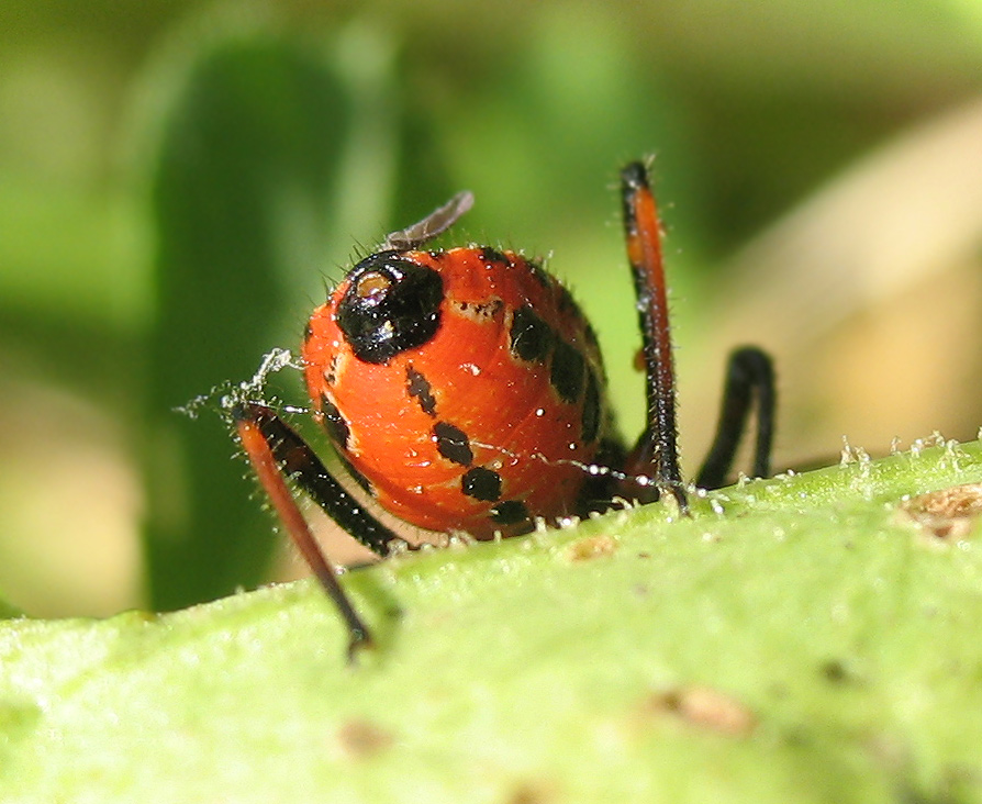 Rhynocoris baby