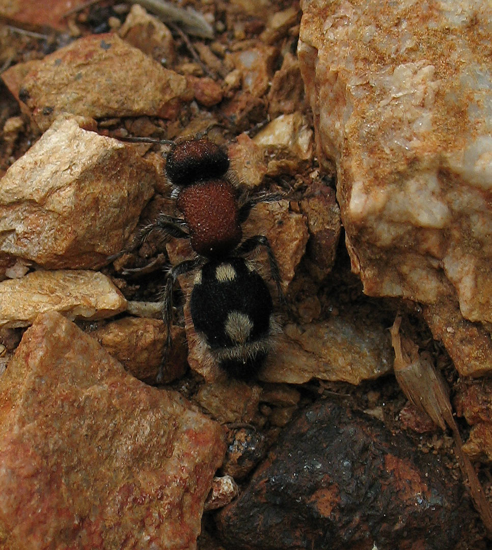 Ronisia brutia (Mutillidae)