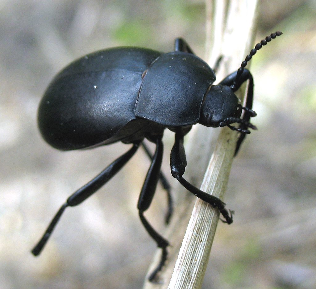 Tenebrionidae: Blabs sp?