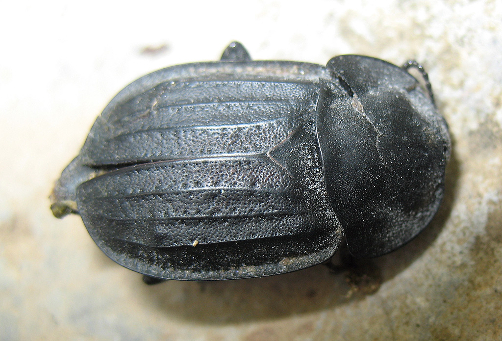 Tenebrionidae? Silpha