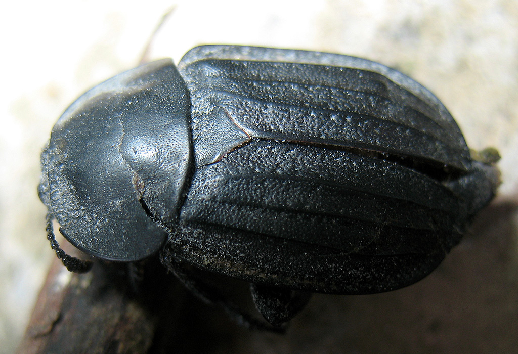 Tenebrionidae? Silpha