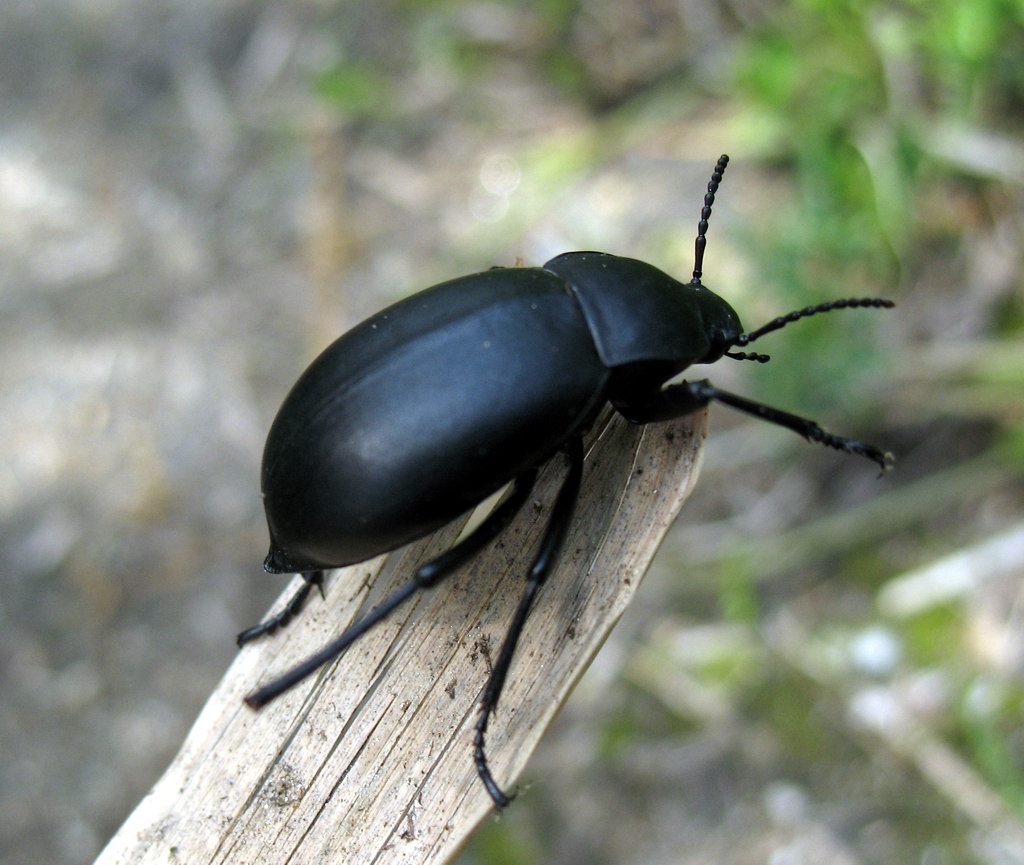 Tenebrionidae: Blabs sp?