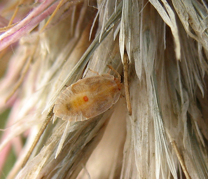 Ninfa di Tingidae