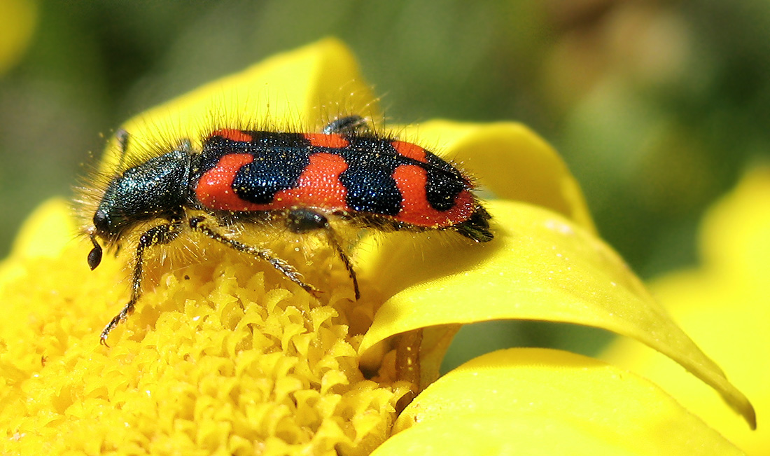 Trichodes alvearius