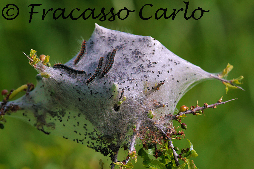 Identificazione bruchi
