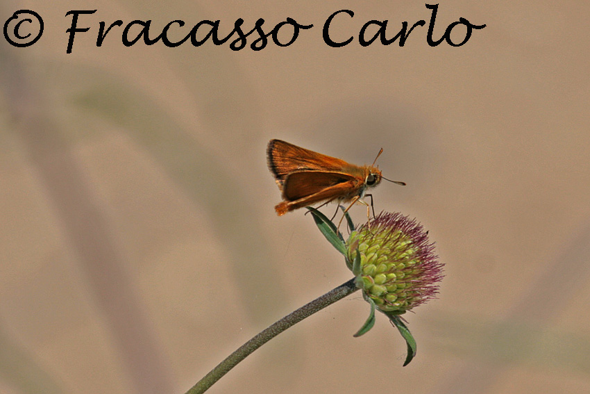 Identificazione Insetto
