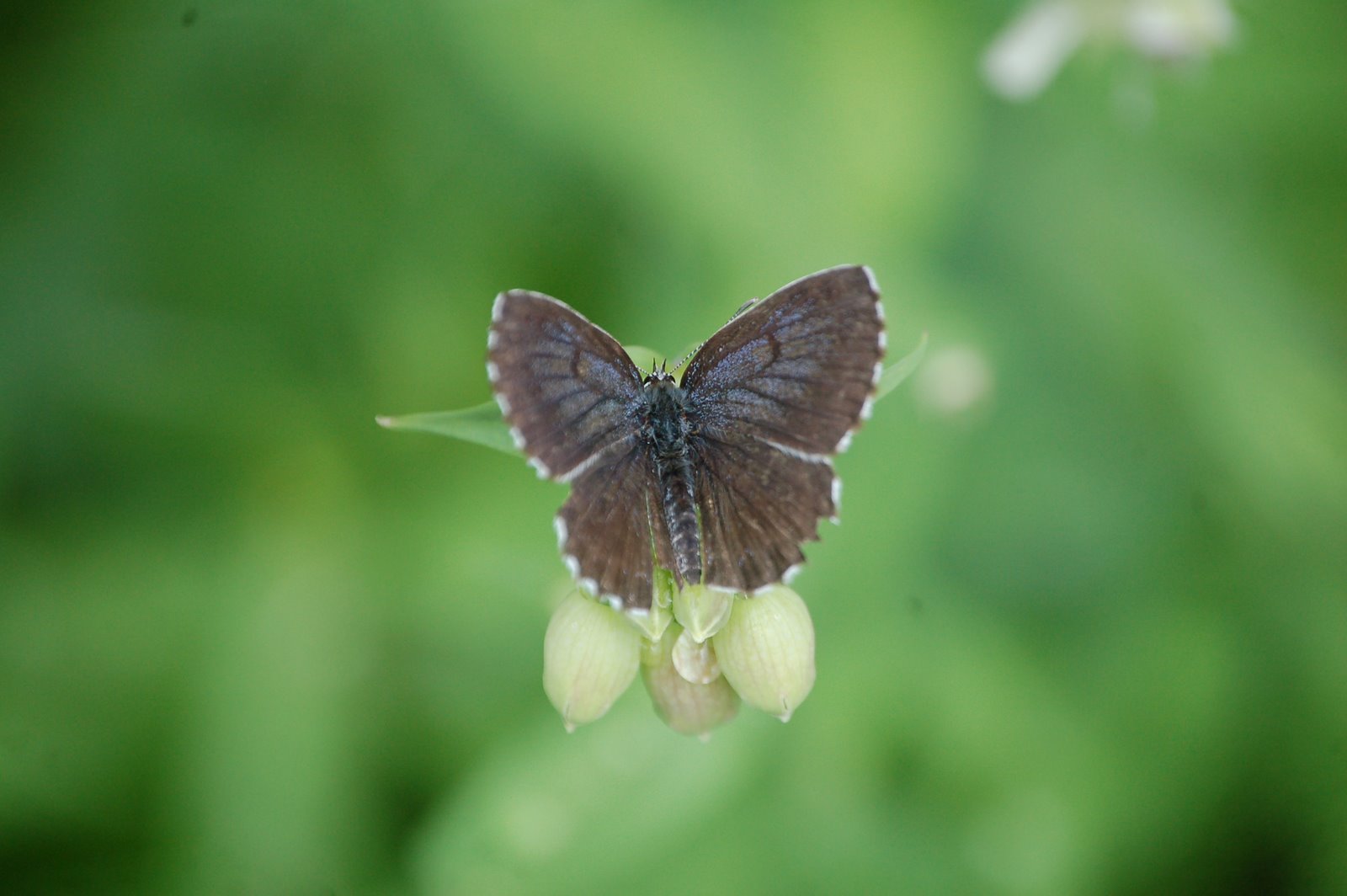 Scolitantides orion