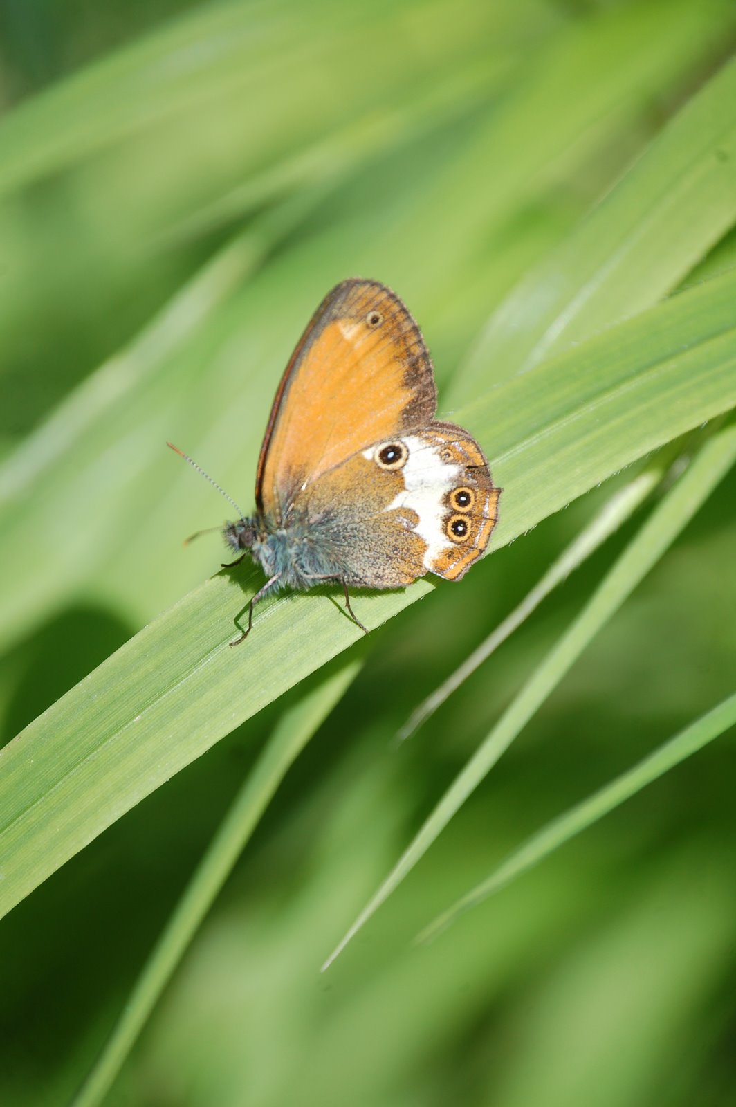 ancora Coenonympha