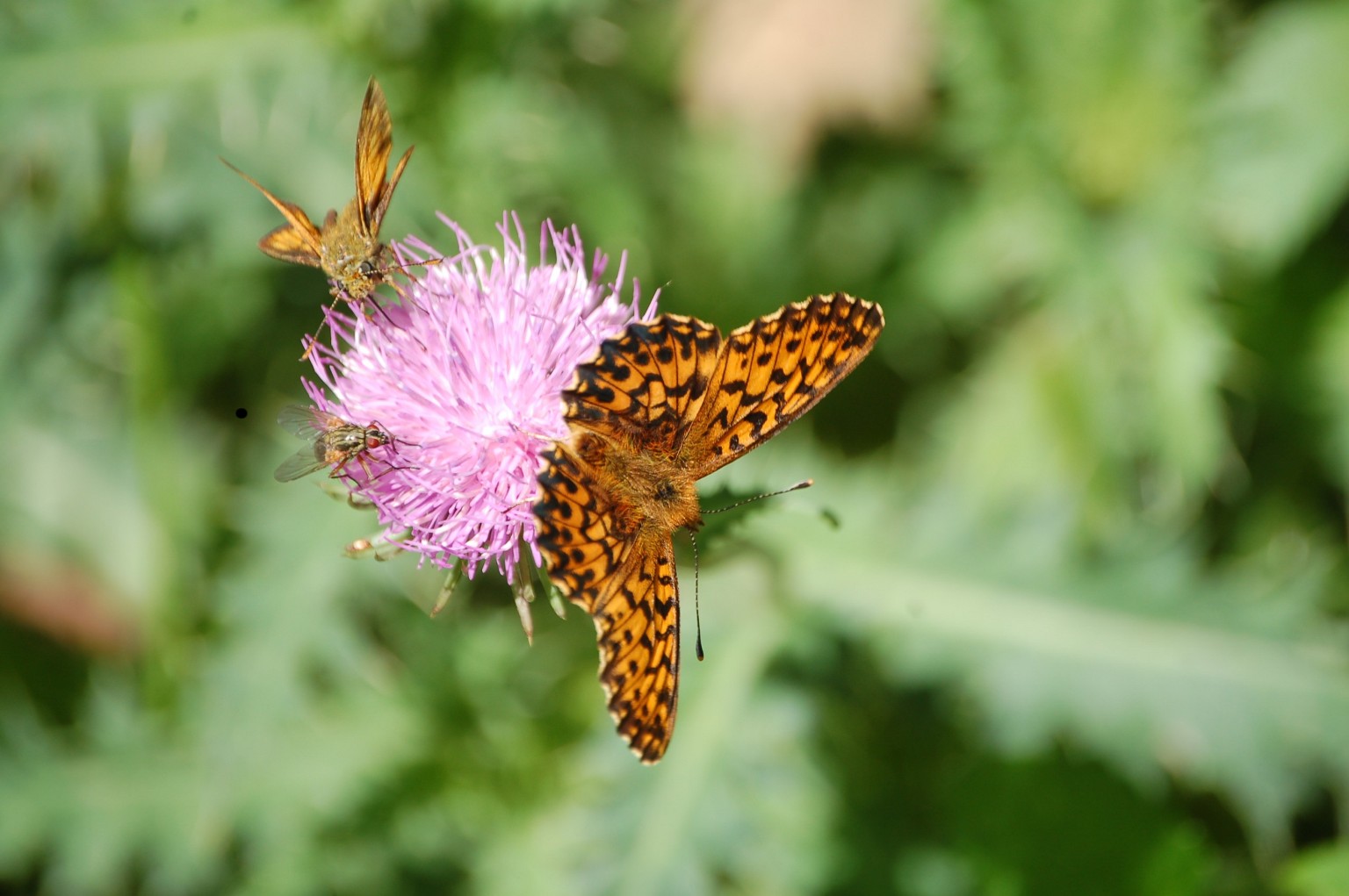 Boloria (Clossiana) titania