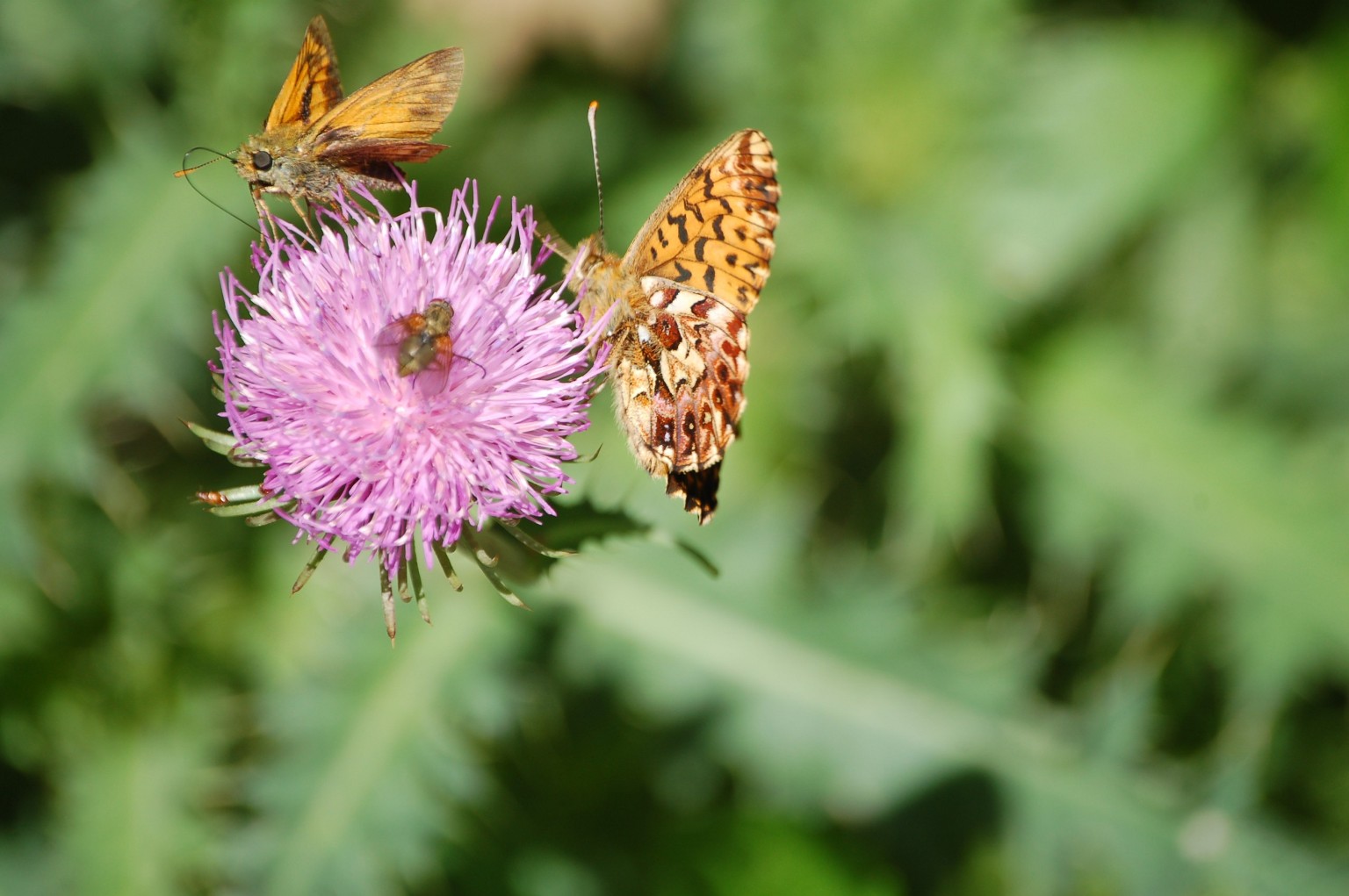 Boloria (Clossiana) titania