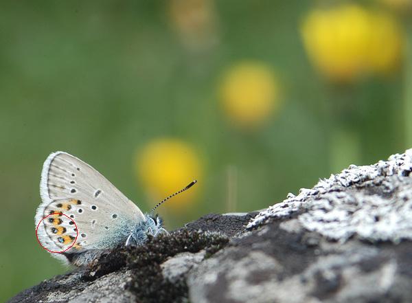Plebejus idas ?