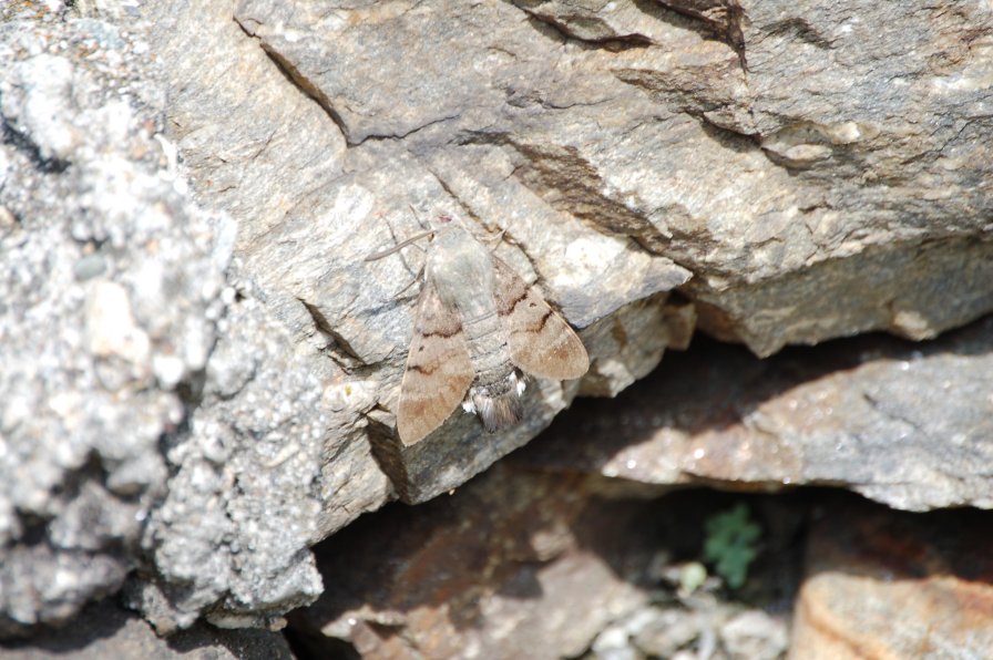 macroglossum stellatarum...immobile!