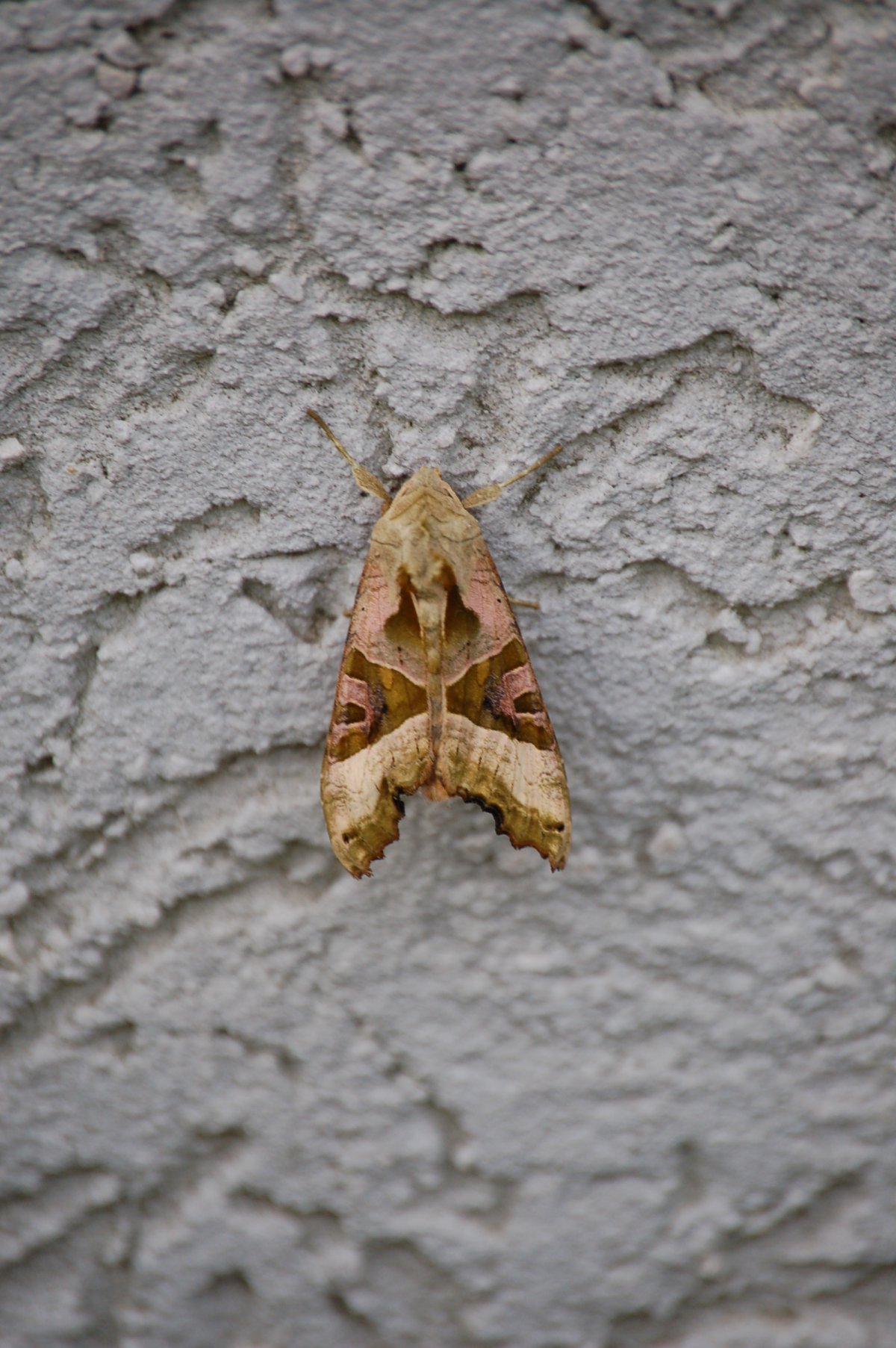 notturna per me sconosciuta - Phlogophora meticulosa