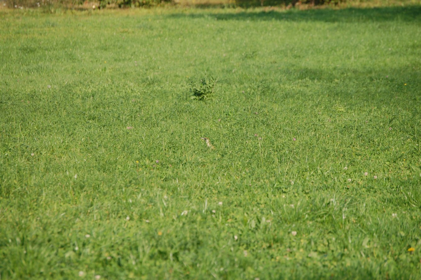 Chi cerca trova