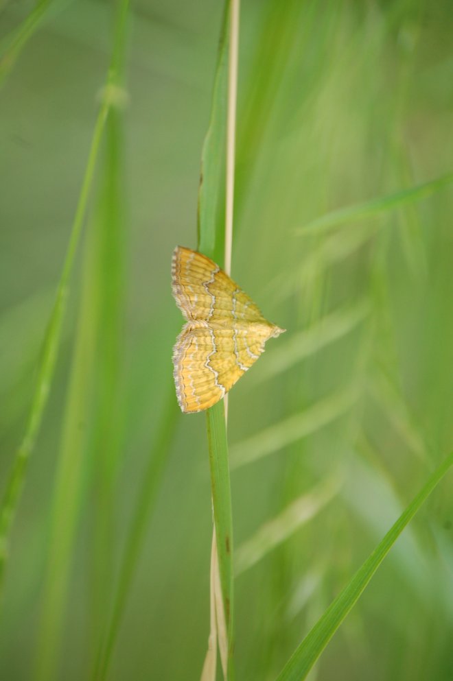 due geometridi (?) da identificare