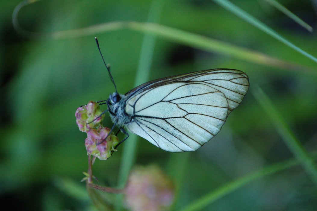 Aporia crataegi