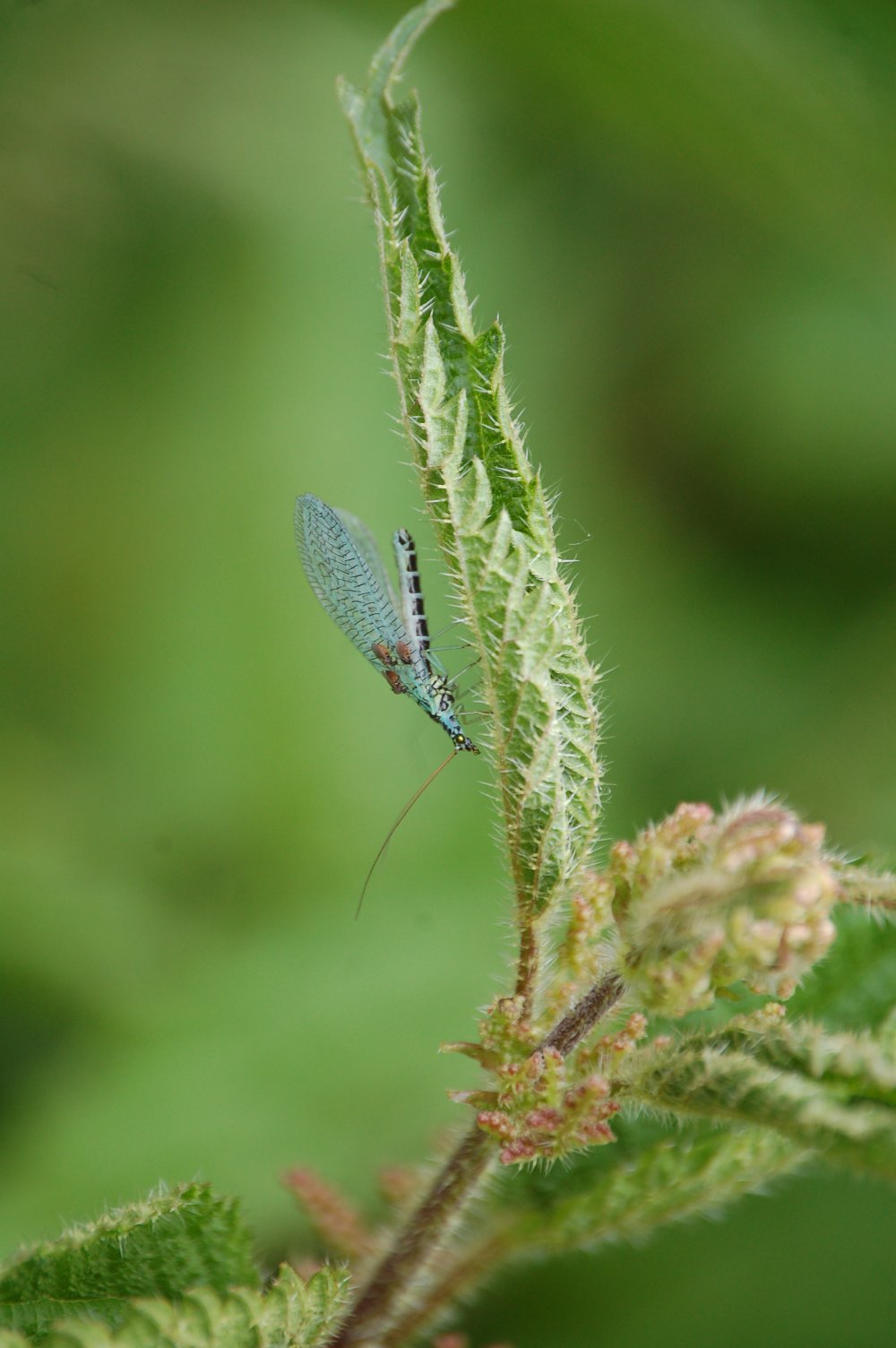 Chrysopa perla con Forcipomya eques (Ceratopogonidae)