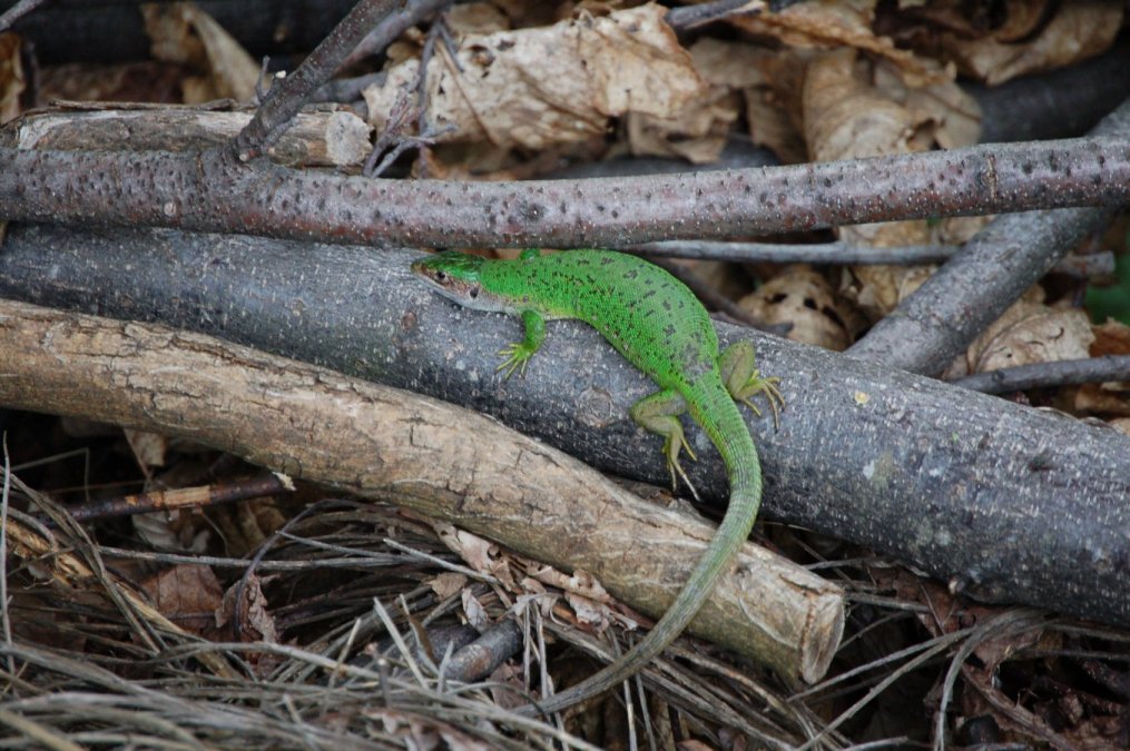 Femmine gravide di Lacerta bilineata