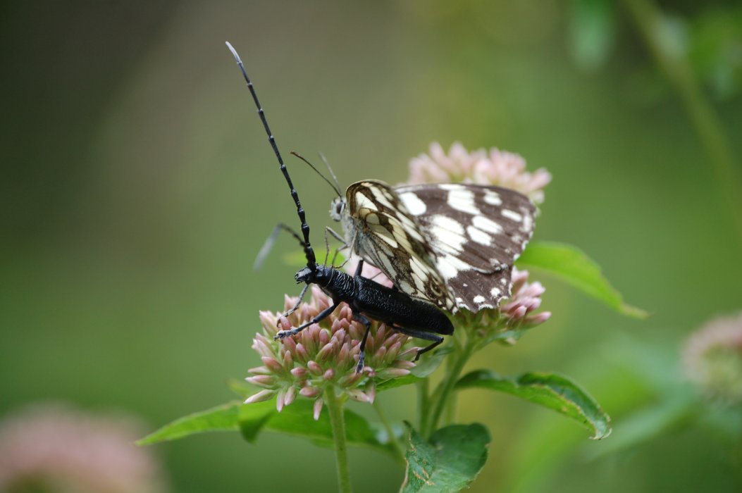 Aromia moschata? No, Cerambyx scopolii