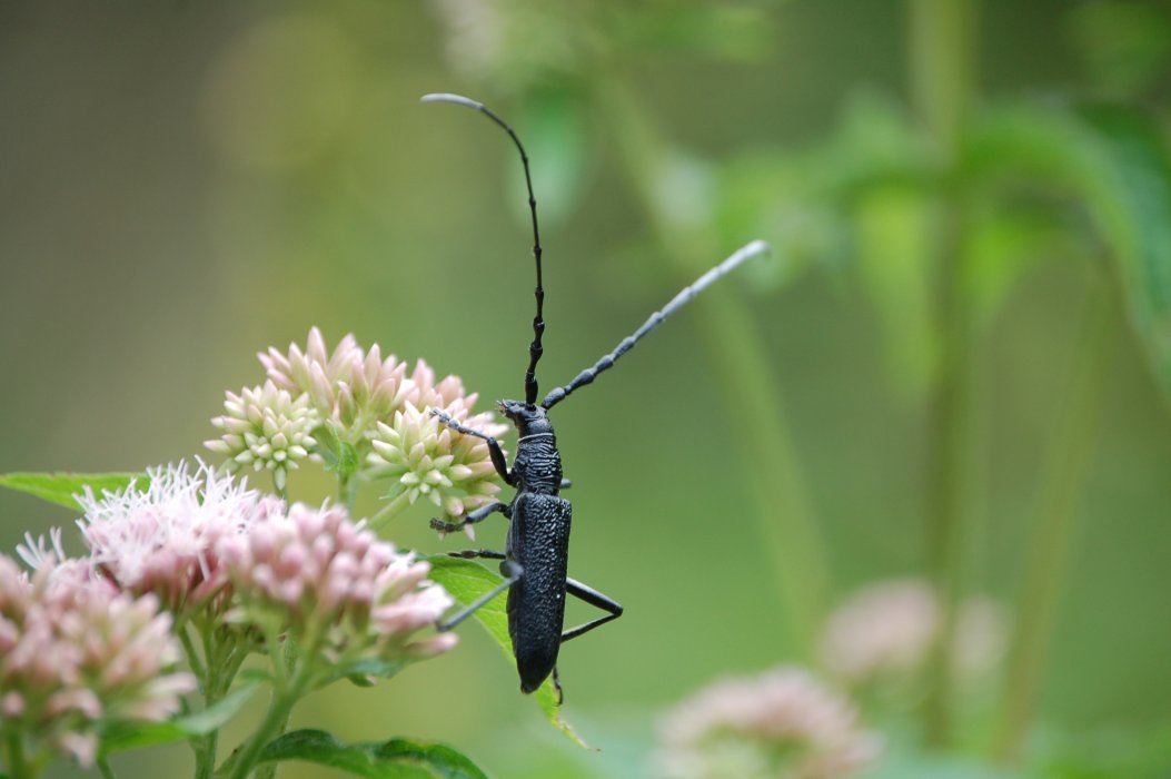 Aromia moschata? No, Cerambyx scopolii