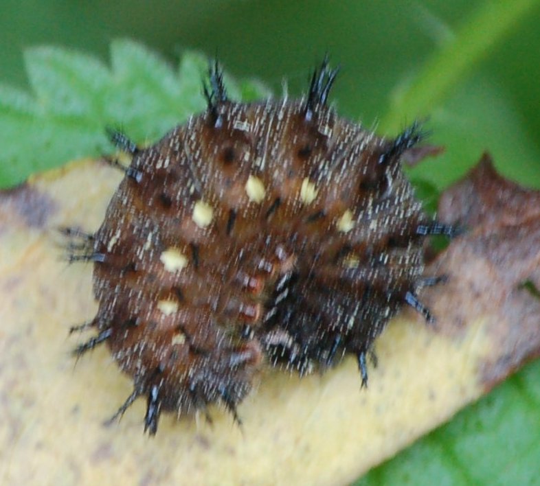 Bruco di Araschnia levana