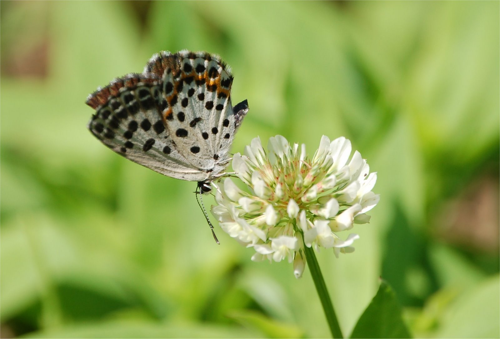 Scolitantides orion