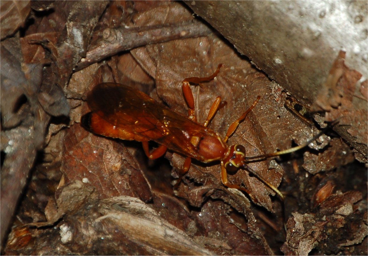 Siricidae?