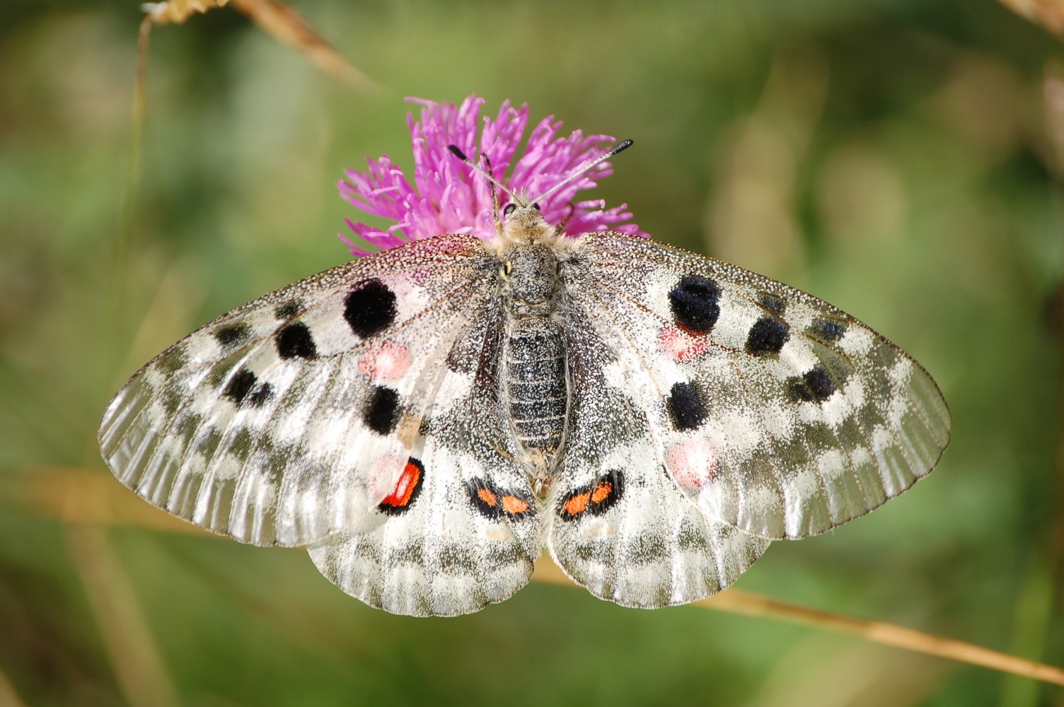 apollo o phoebus? - Parnassius apollo