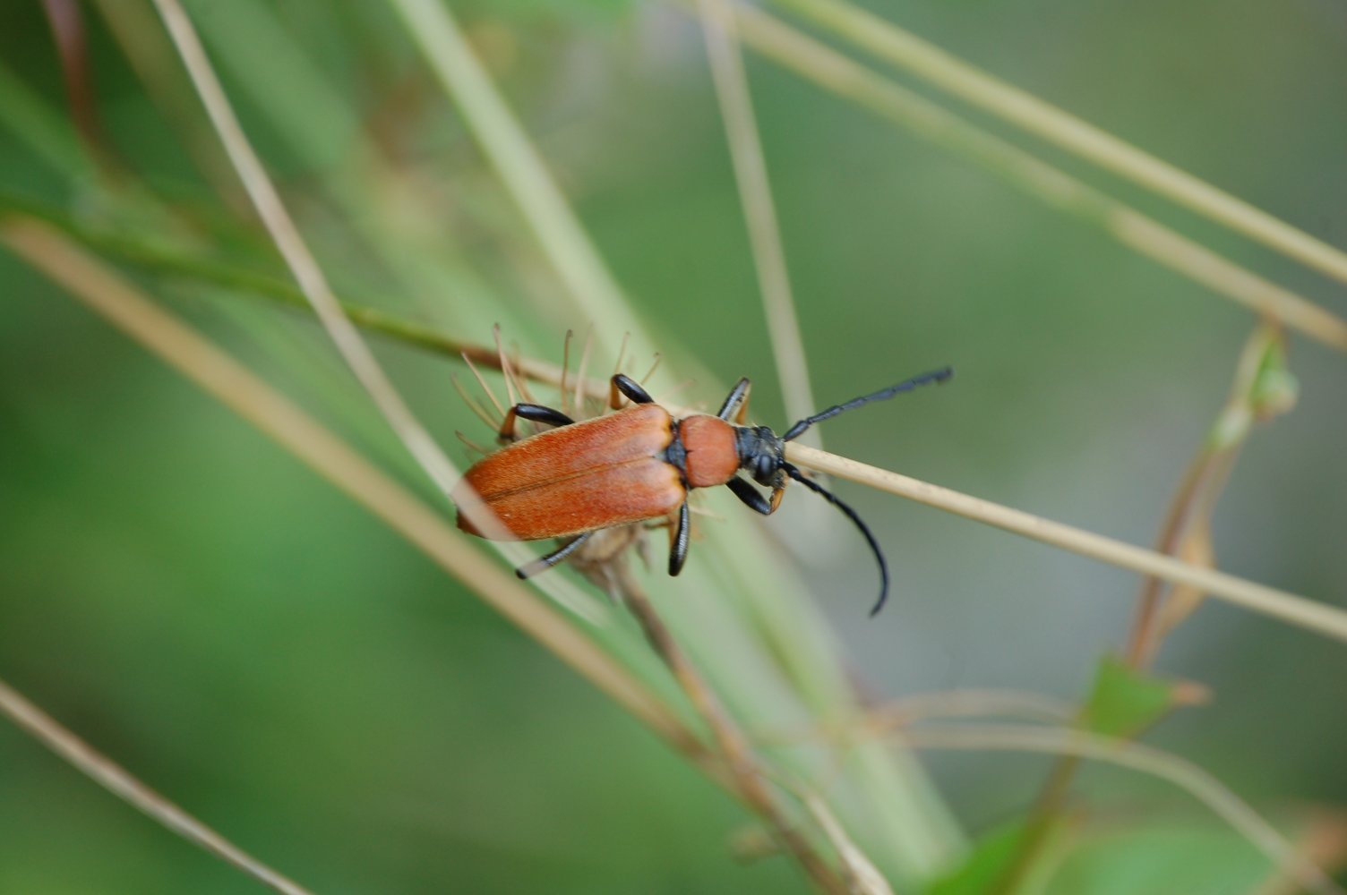 Anastrangalia sanguinolenta? Stictoleptura rubra