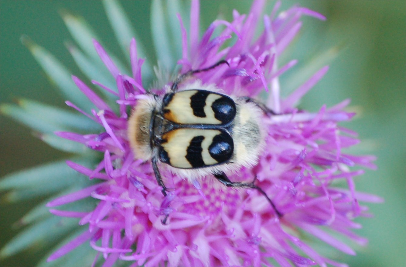 Leiopus nebulosus (Cerambycidae) e Trichius fasciatus (Cetoniidae)