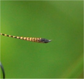 Thymelicus sp. - No, Ochlodes sylvanus