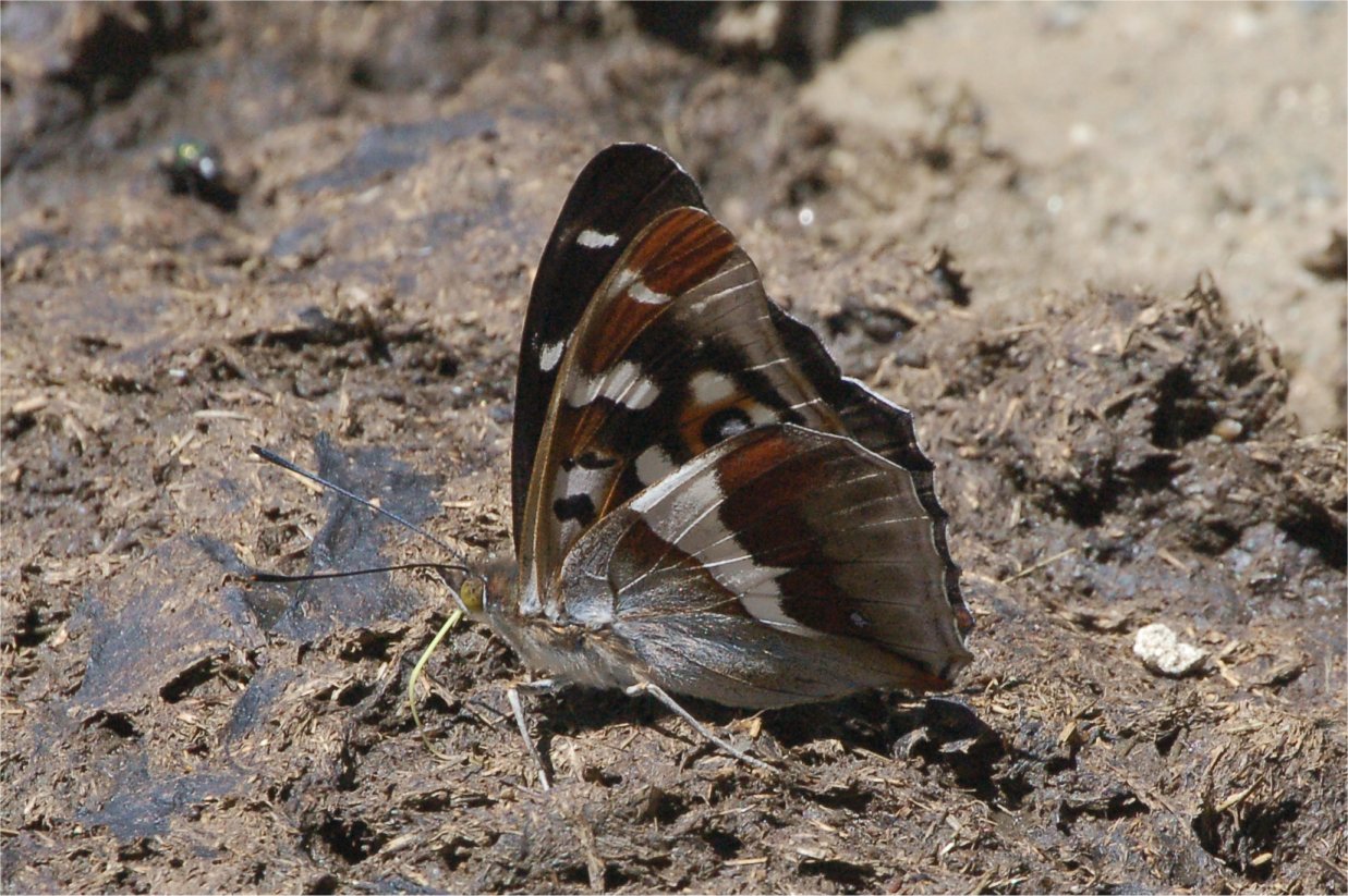 Apatura iris