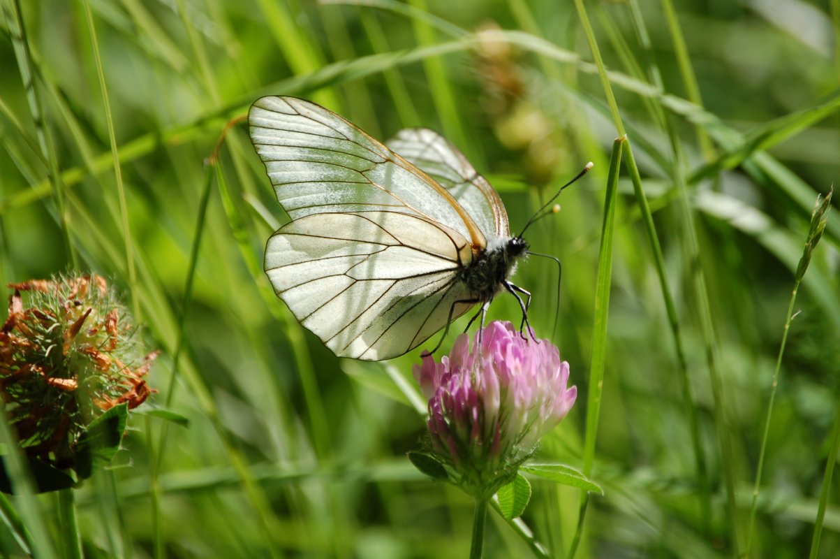Aporia cratagei (logora? non logora?)