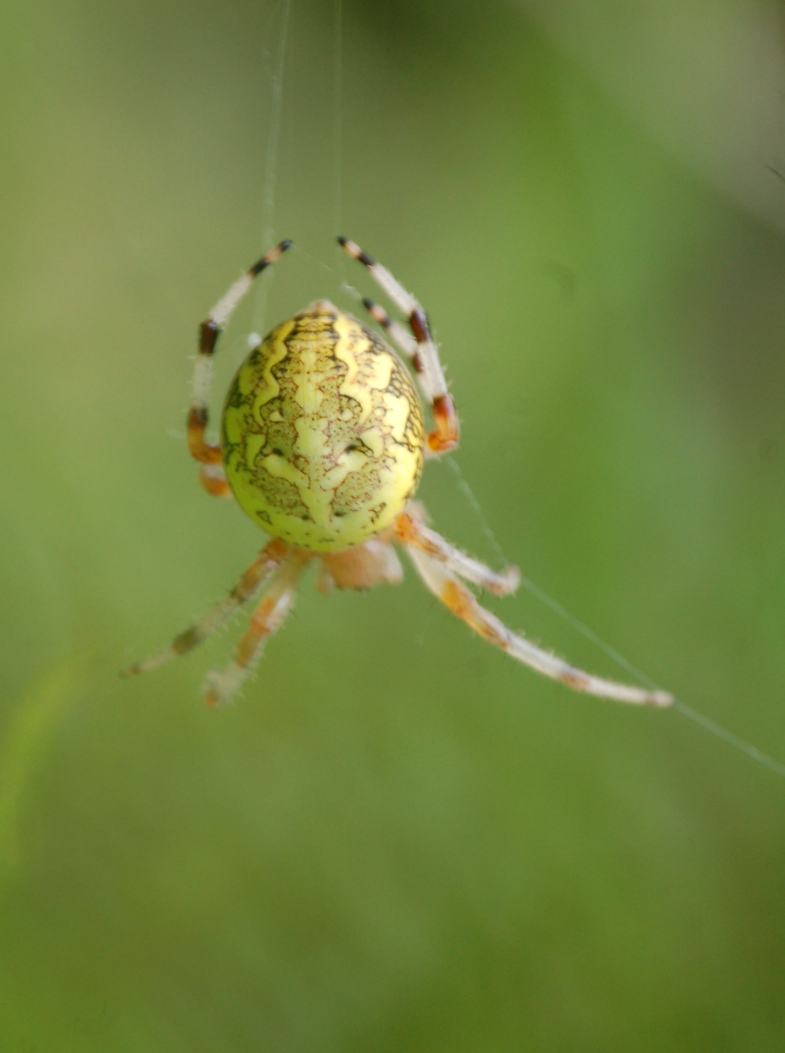 Altre (per me) novit (Thomisidae e Araneidae)