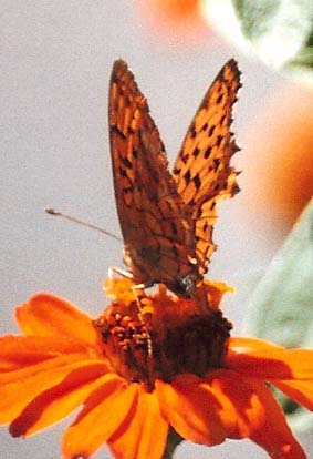 Argynnis ?