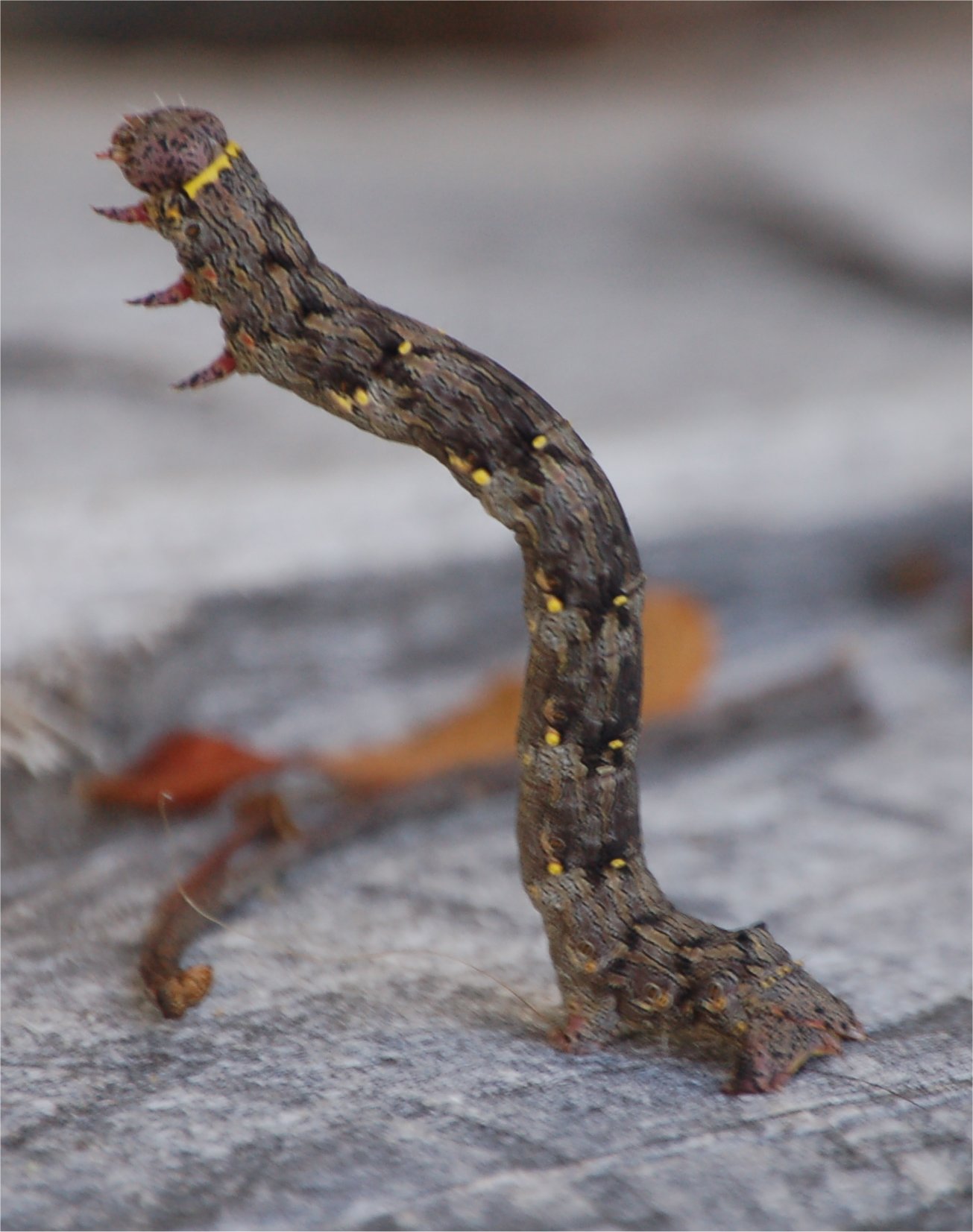 Simpatico acrobata: Lycia hirtaria
